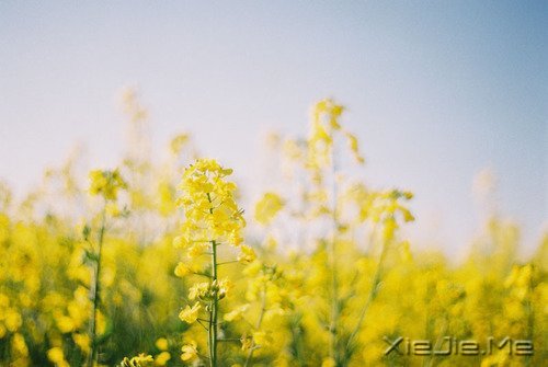 Լķ羰Լ (1)